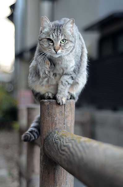 キジトラ猫　サバトラ猫　ミコちゃん