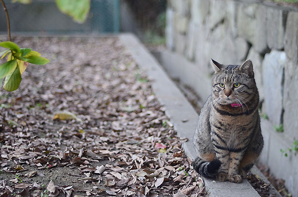 キジトラ猫　トラちゃん