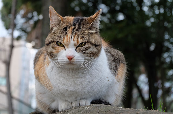 縞三毛猫