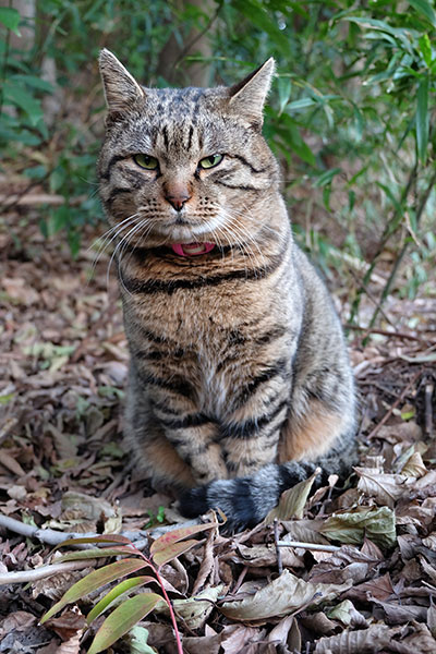 キジトラ猫　トラ君