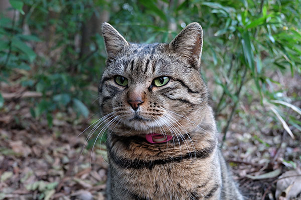 キジトラ猫　トラ君