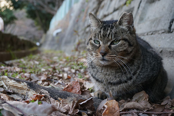 キジトラ猫　モモちゃん