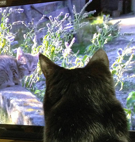 まっちゃん　マチルダ　黒猫