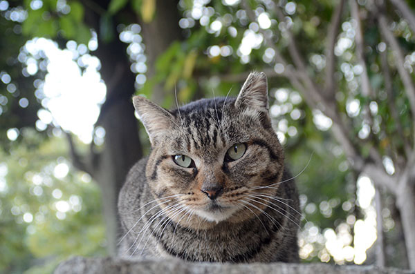 キジトラ猫　モモちゃん