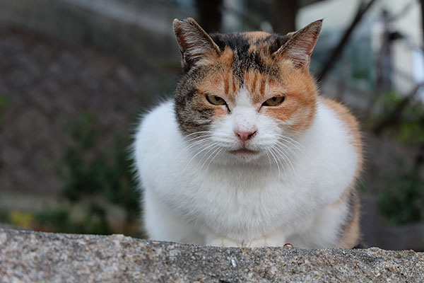 縞三毛猫　ミケちゃん