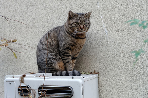 キジトラ猫　トラ君