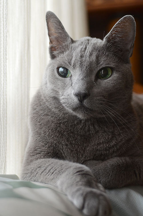 レオン ロシアンブルー