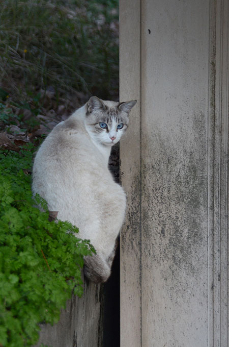 シャム猫風　白猫