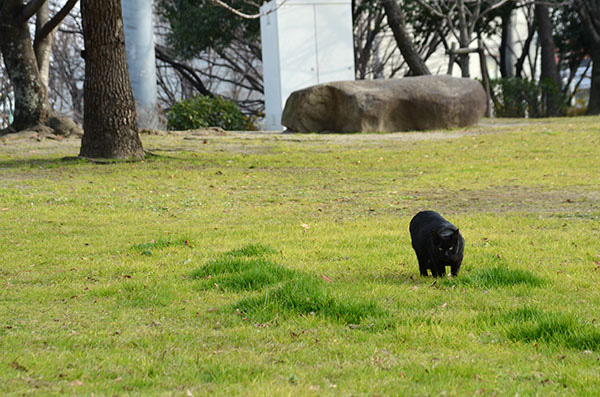 黒猫