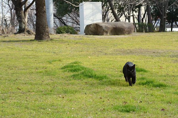 黒猫