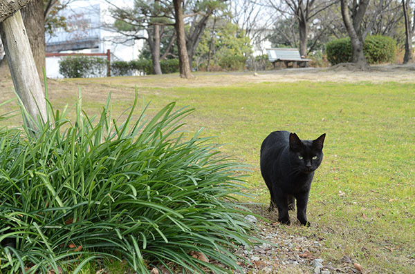 黒猫