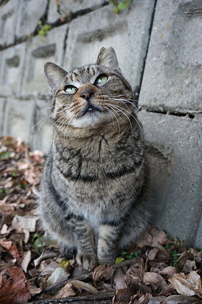 キジトラ猫　モモちゃん