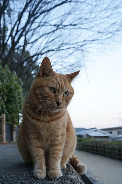 茶トラ猫　チビちゃん