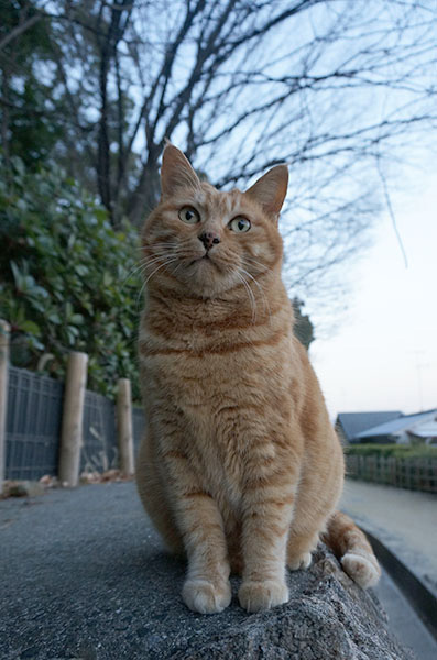 茶トラ猫　チビちゃん