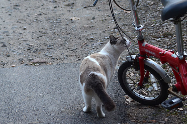 白キジ猫　白猫　シャム猫風