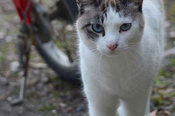 白キジ猫　白猫　シャム猫風