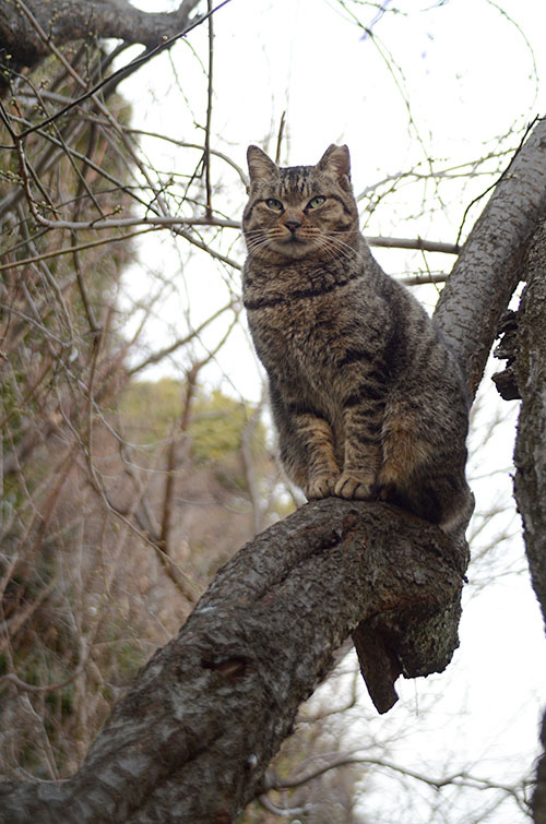 モモちゃん　キジトラ猫