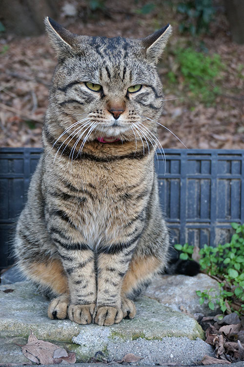 トラちゃん　キジトラ猫