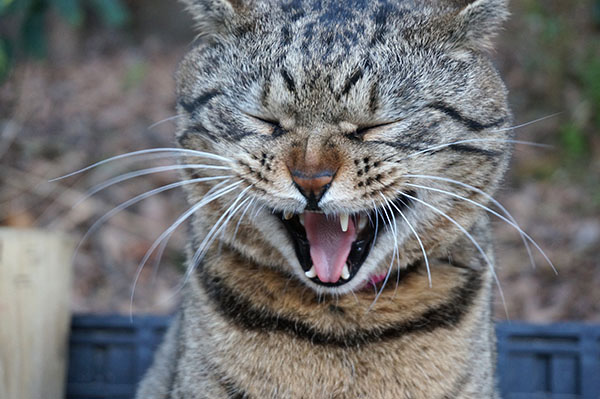 トラちゃん　キジトラ猫