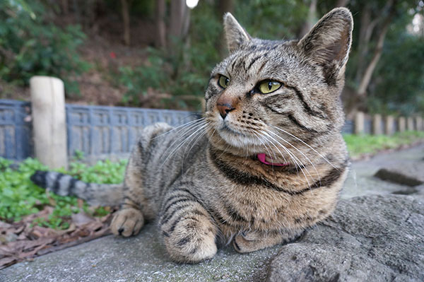 トラちゃん　キジトラ猫