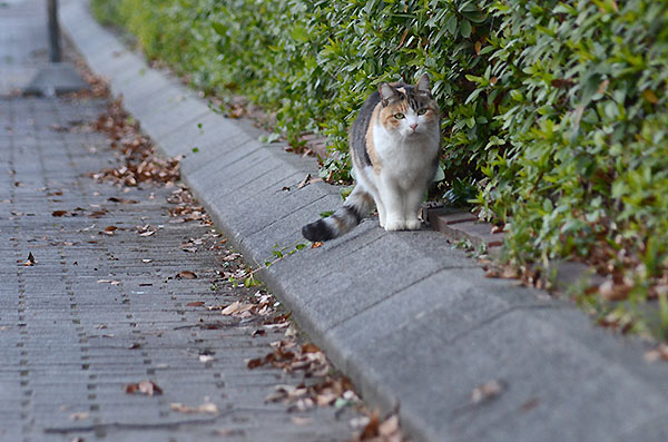 縞三毛猫