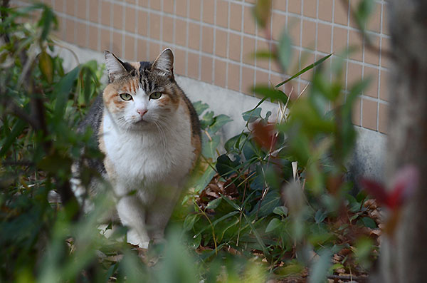 縞三毛猫