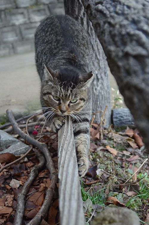 モモちゃん　キジトラ猫