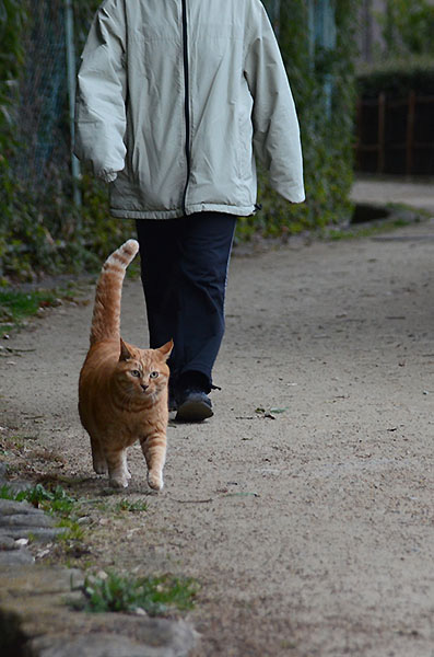 チビちゃん　茶トラ猫