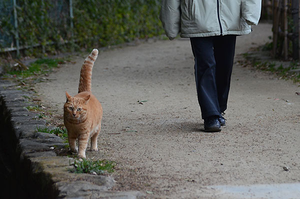 チビちゃん　茶トラ猫