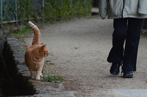 チビちゃん　茶トラ猫