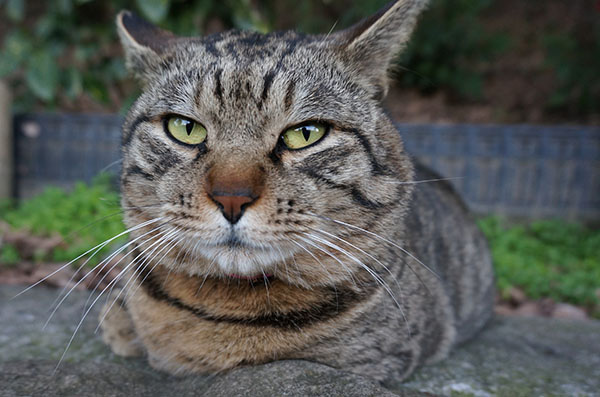 トラちゃん　キジトラ猫