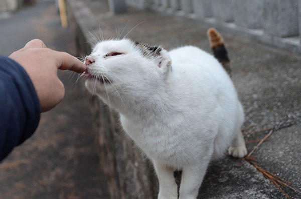 ミケちゃん　三毛猫