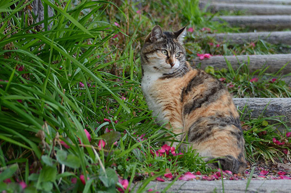 トモちゃん　縞三毛猫