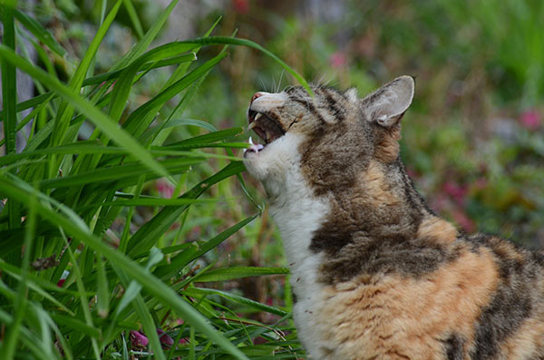 トモちゃん　縞三毛猫