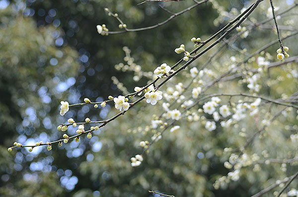 梅の花