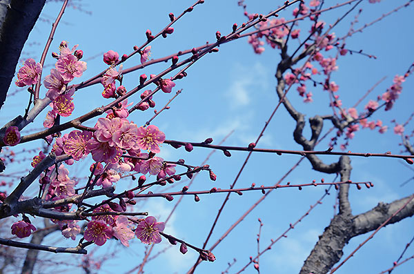 梅の花