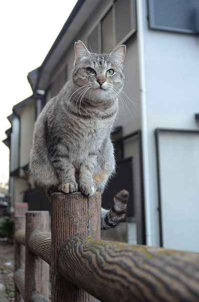 ミコちゃん　サバトラ猫　キジトラ猫