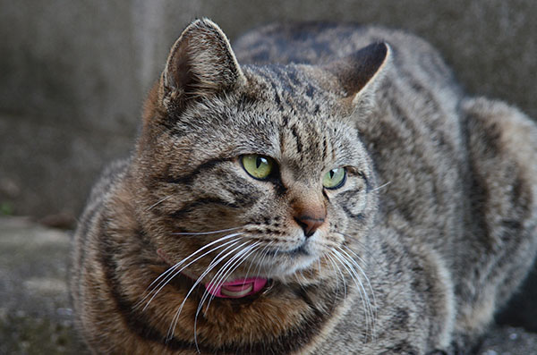 トラちゃん　キジトラ猫