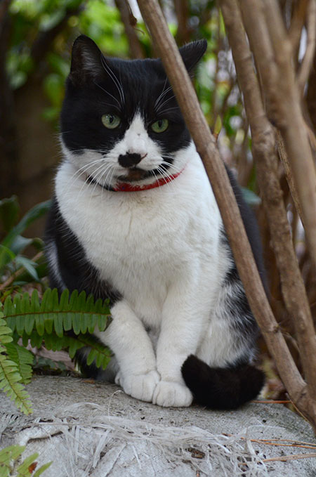 白黒猫　はちわれ猫