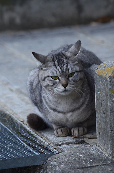 サバトラ猫