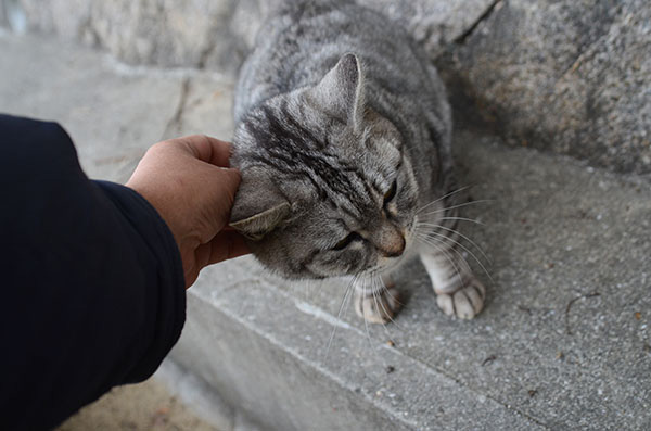 サバトラ猫