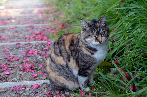 トモちゃん　縞三毛猫