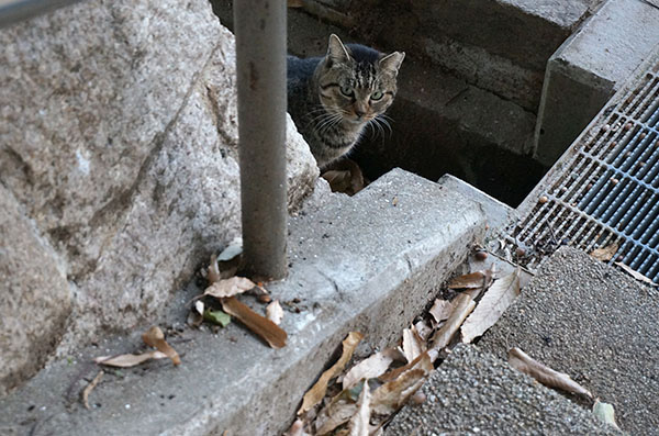 モモちゃん　キジトラ猫