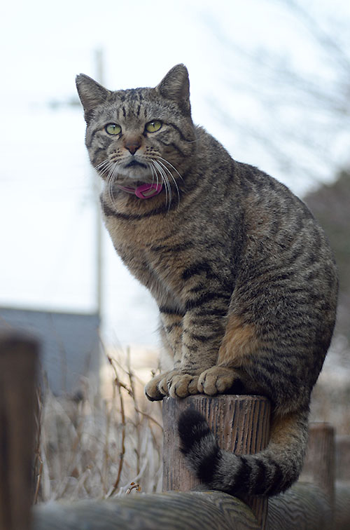 トラちゃん　キジトラ猫