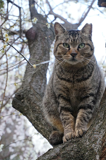 モモちゃん　キジトラ猫　梅