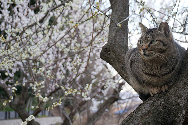 モモちゃん　キジトラ猫　梅