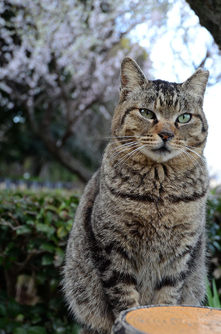 モモちゃん　キジトラ猫　梅