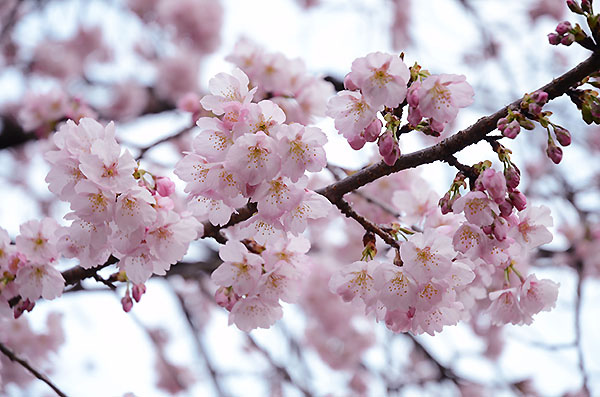 寒桜