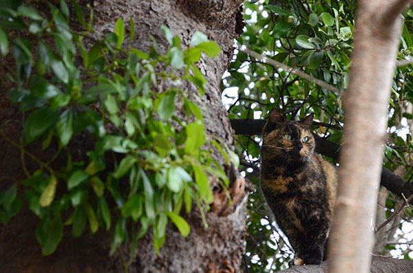 サビ猫　べっこう猫