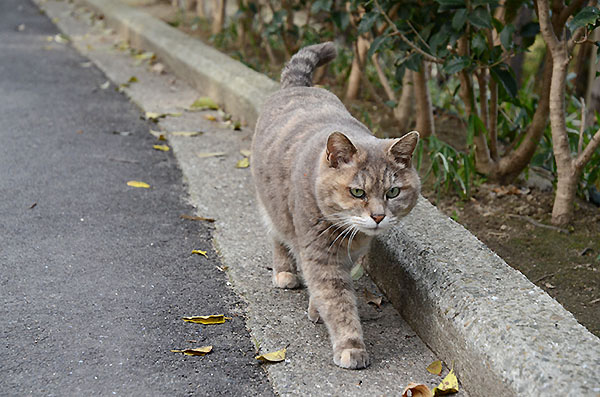 パステルサビ猫　カナちゃん